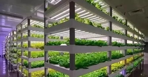 植物工廠 短期不盈利，長期價值可期